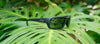 Hobie Eyewear SNOOK Sunglasses | Size 60 / Satin Black / Sightmaster Plus