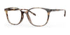 Red Rose COMASINA Eyeglasses | Size 51 / Almond Crunch Tortoise