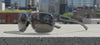 Tifosi Optics SWICK Sunglasses | Size 58 / Blackout Smoke/Smoke Tint