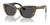 Dolce&Gabbana DX4427 Sunglasses | Size 49 / Leo Brown/Black