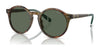 Polo PH4204U Sunglasses / Shiny Brown Tortoise / Bottle Green (3N 9.7%) №501771 / Size 53