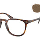 Shiny Brown Tortoise