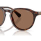 Shiny Brown Tortoise