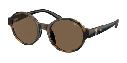 Polo PP9508U Sunglasses Shiny Dark Havana / Brown