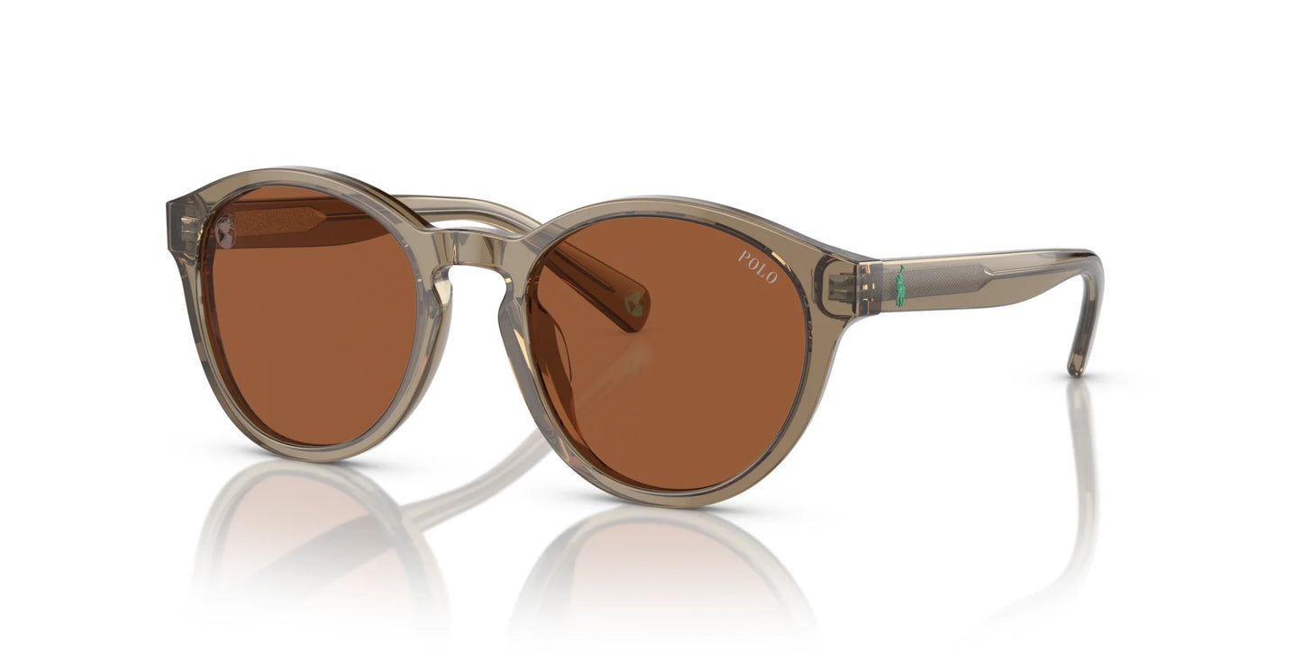 Polo PP9505U Sunglasses Shiny Transparent Brown / Light Brown