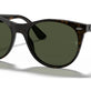Tortoise №902/31