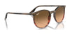 Ray-Ban RB2204 Sunglasses / Black №901/32 / Light Grey (2N 33.3%) / Size 51