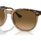 Havana On Transparent Brown №1292M2